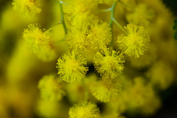 istock Mimosa close-up / Spring yellow flower / background. 2060543340