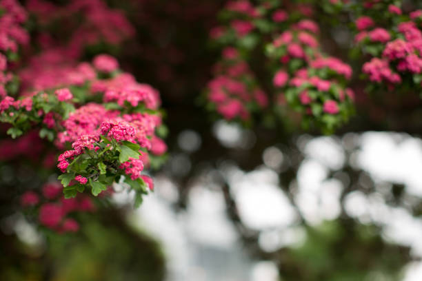 pink flowers on a tree branch - apple tree branch - fotografias e filmes do acervo