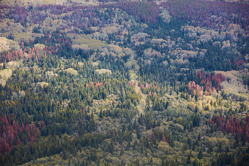 An aerial view of a forest in Canada