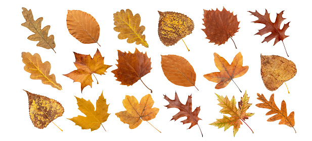Set of dry brown leaves isolated on white. Autumn colored maple, oak, poplar, plane tree, beech and birch leaves.