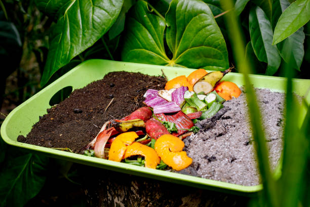 istock Compost and composted soil cycle as a composting pile of rotting kitchen scraps with fruits and vegetable garbage waste turning into organic fertilizer earth with a growing young plant as a composite. 2060566580