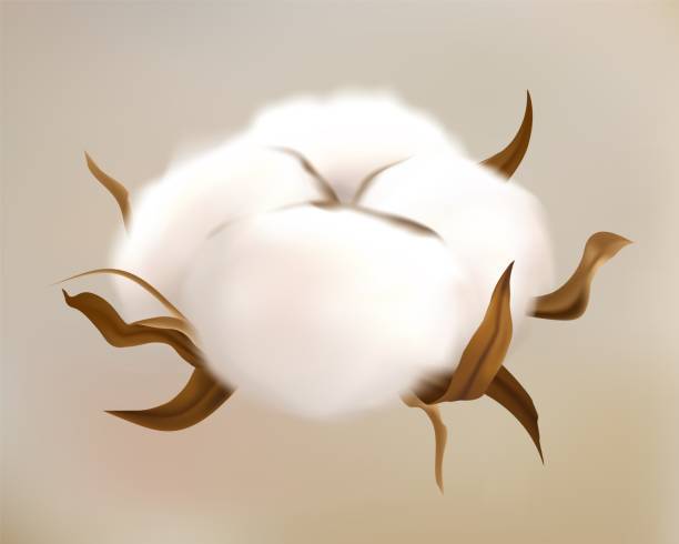 ilustrações de stock, clip art, desenhos animados e ícones de realistic cotton flower. beautiful plant with white blossom. natural fluffy fiber ripe balls. textile and fabric material, organic crop. botanical element for design, vector 3d illustration - branch twig bud isolated