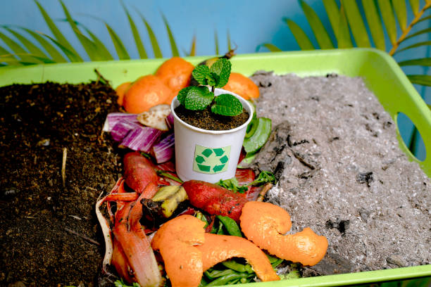 istock Compost and composted soil cycle as a composting pile of rotting kitchen scraps with fruits and vegetable garbage waste turning into organic fertilizer earth with a growing young plant as a composite. 2060567643