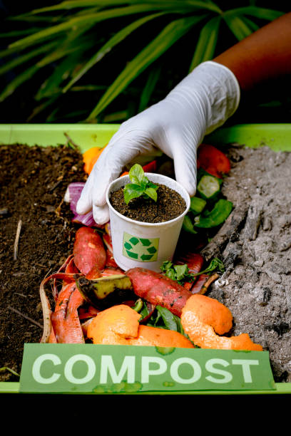 istock Compost and composted soil cycle as a composting pile of rotting kitchen scraps with fruits and vegetable garbage waste turning into organic fertilizer earth with a growing young plant as a composite. 2060567648