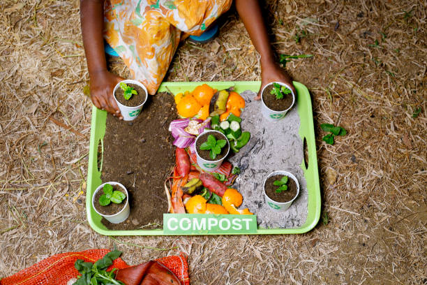 the children ready to Compost and composted soil cycle as a composting pile of rotting kitchen scraps with fruits and vegetable garbage waste turning into organic fertilizer earth with a growing young plant as a composite. and Recycle el compost y el ciclo del suelo compostado como una pila de compostaje de restos de cocina podridos con desechos de basura de frutas y verduras que se convierten en tierra de fertilizante orgánico con una planta joven en crecimiento como compuesto.