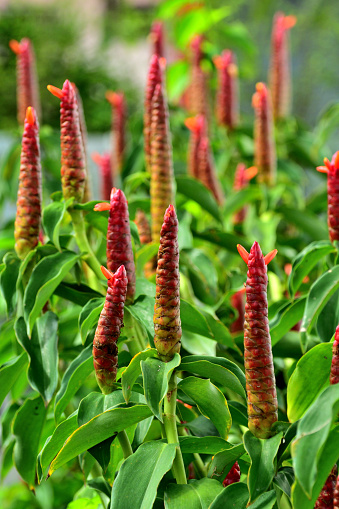 Costus spiralis, also known as spiral ginger, is a herbaceous perennial species in the Costaceae family. It is a plant species natural to tropical Asia, Africa and the Americas and produces showy, red blooms. Leaves are large and borne on spiralling stems. Costus spiralis attracts bees, butterflies and beetles.