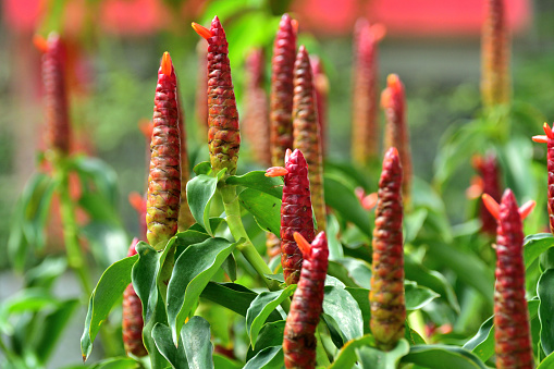 Costus spiralis, also known as spiral ginger, is a herbaceous perennial species in the Costaceae family. It is a plant species natural to tropical Asia, Africa and the Americas and produces showy, red blooms. Leaves are large and borne on spiralling stems. Costus spiralis attracts bees, butterflies and beetles.