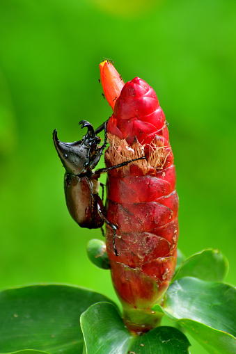 Costus spiralis, also known as spiral ginger, is a herbaceous perennial species in the Costaceae family. It is a plant species natural to tropical Asia, Africa and the Americas and produces showy, red blooms. Leaves are large and borne on spiralling stems. Costus spiralis attracts bees, butterflies and beetles.