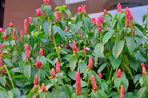 Costus spiralis, also known as spiral ginger, is a herbaceous perennial species in the Costaceae family. It is a plant species natural to tropical Asia, Africa and the Americas and produces showy, red blooms. Leaves are large and borne on spiralling stems. Costus spiralis attracts bees, butterflies and beetles.