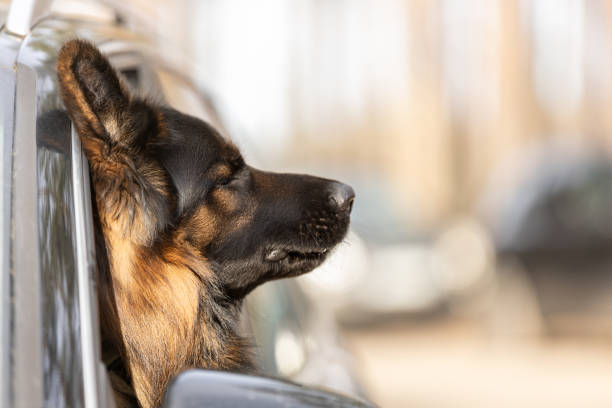 German Shepherd dog enjoying road trip in car window. This file is cleaned and retouched.