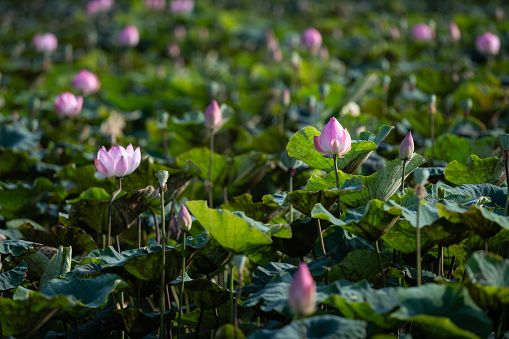 Pale, pink lotus flowers, sacred to followers of Hinduism and Buddhism, flourish in a sun-splattered pond in northern Viet Name.
