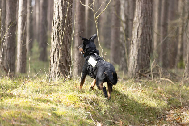 Beauceron Shepherd Search and rescue dog training in forest. This file is cleaned and retouched.