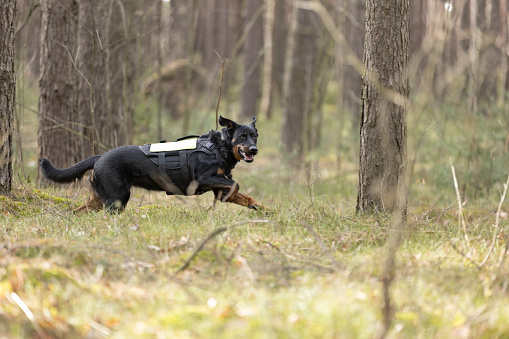 Beauceron Shepherd Search and rescue dog training in forest. This file is cleaned and retouched.