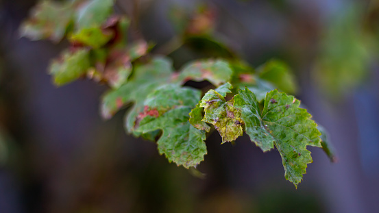 Grape leaves with signs of disease