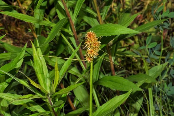 istock Cyperus strigosus macro photo in the field 2060591923