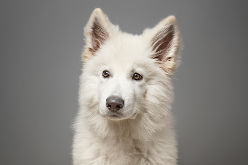 Young White Swiss Shepherd Dog portrait on grey background. This file is cleaned and retouched.