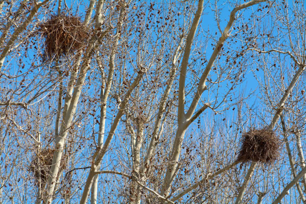istock Parrot nests in winter trees in Barcelona 2060595902
