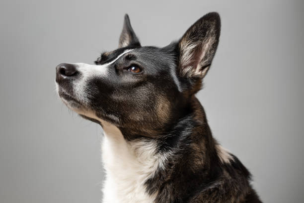 close up of loving a dog