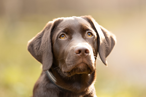 Labrador retriever puppy dog portrait in sunny day. This file is cleaned and retouched.