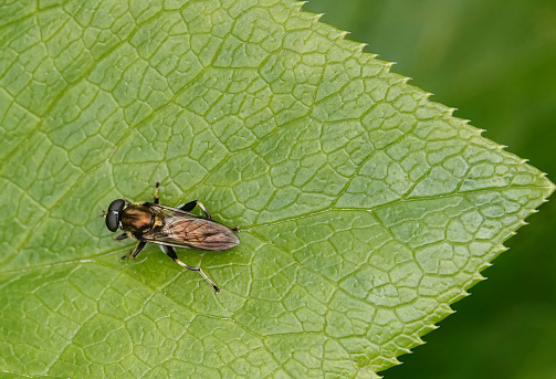 A brown-toed forest fly on a green leaf in the wild.