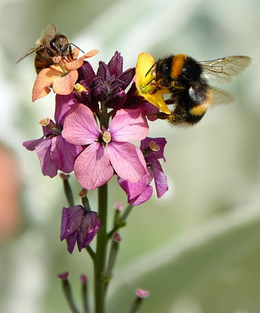 A bumblebee and a honey bee on erysimum in a garden.