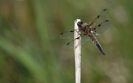 A four-spotted dragonfly in the wild.