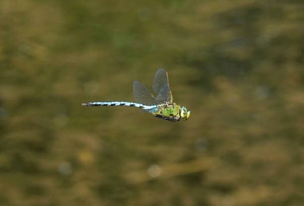 An emperor dragonfly in flight at a nature reserve.