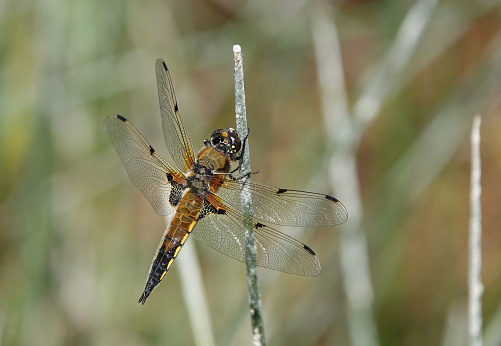 A four-spotted chaser dragonfly in the wild.