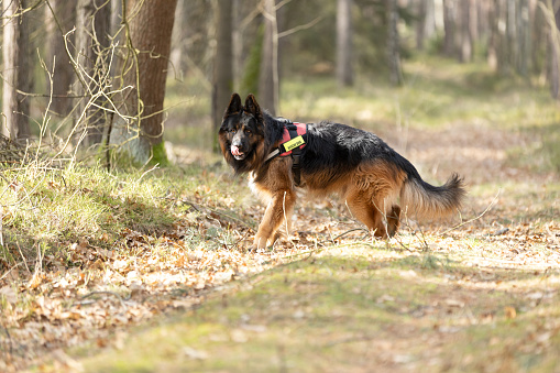 German Shepherd Search and rescue dog training in forest. This file is cleaned and retouched.