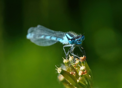 A common blue damselfly in the wild.