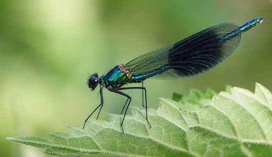 A male banded demoiselle in the wild.