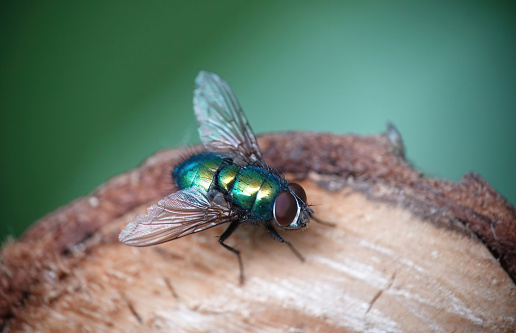 A green bottle fly in the wild.
