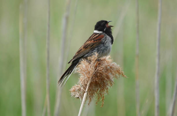 istock A male common reed bunting, emberiza schoeniclus, perching on a reed with beak open singing against a defocused background. 2060603838