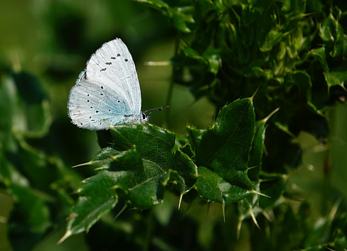 A holly blue butterfly in the wild.