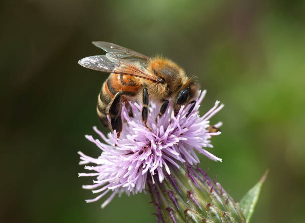 istock A honey bee, apis mellifera, perching on a thistle against a defocused green background. 2060604431