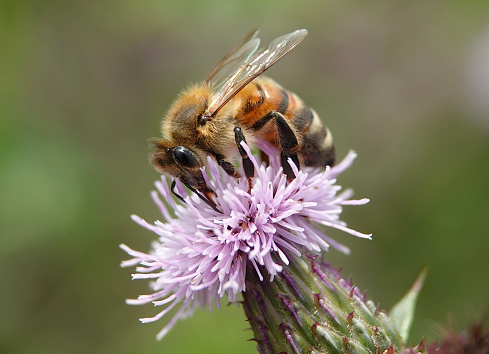 A honey bee in closeup on a thistle.