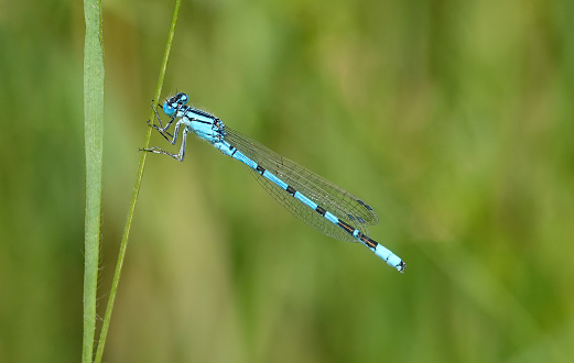 A common blue damselfly in the wild.