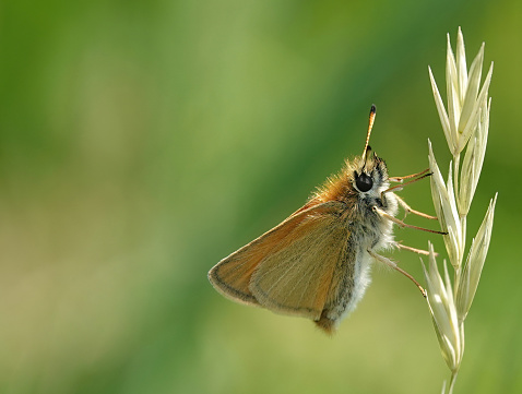 An Essex skipper butterfly in the wild.