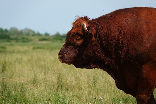 A red bull seen from the side in a field on a farm.