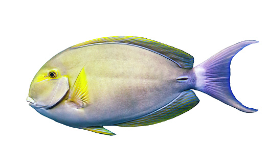 Yellowfin surgeonfish isolated on white background. Acanthurus xanthopterus fish swimming cutout icon, side view. Colorful tropic Cuviers surgeon fish cut out design element, profile view