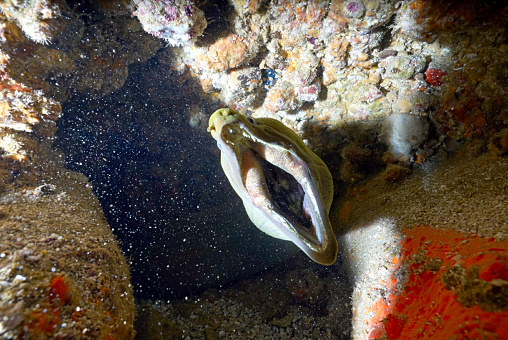 The open jaws of a green moray eel present a formidable sight as it peers out from its rocky refuge. This sentinel of the shadows offers an invitation to gaze into the depths of its cave and the enigma of its existence, a moment frozen in the watery wilderness.