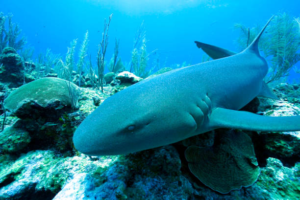 With eyes sharp as the coral they roam above, a nurse shark surveys its realm with a gaze that cuts through the water's murk. In the dynamic tapestry of the reef, its vigilant stare embodies the wild, focused essence of the ocean's depths.