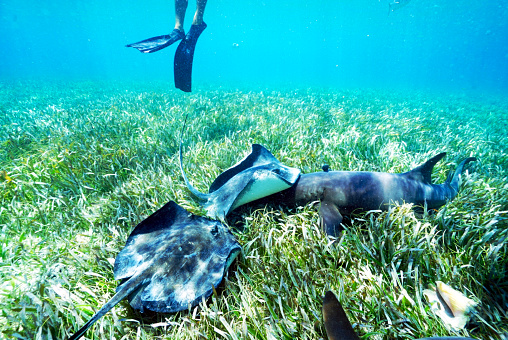 In the shallow embrace of sun-dappled waters, two stingrays share the stage with a nurse shark, one daringly placing its mouth over the shark's back in a moment of unusual interaction. This scene, set against a backdrop of whispering seagrass, captures the complexity and unpredictability of marine relationships, illuminated by the natural spotlight of streaming sunlight.