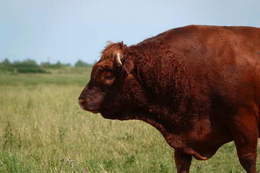 A side view of a red coloured bull in a field on a British farm.