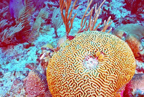 Bathed in sunlight, a vibrant yellow brain coral sits majestically on the reef floor, its intricate folds and grooves resembling the complex pathways of a mind. This living jewel of the sea highlights the beauty and brain-like structure of one of the ocean's most fascinating architects, a testament to nature's unparalleled creativity.