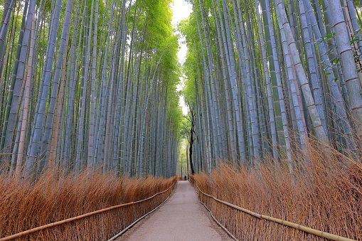 Arashiyama Bamboo Forest, a popular path with forest of bamboo at Sagaogurayama Tabuchiyamacho, Ukyo, Kyoto, Japan