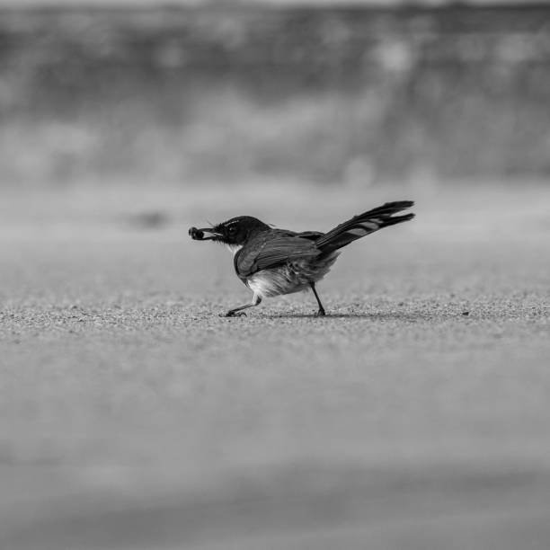 istock Malaysian pied fantail 2060624223