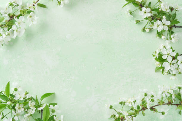istock Spring Easter background. Passover blooming white apple or cherry blossom on green background. Happy Passover background. World environment day. Easter, Birthday, womens day holiday. Top view Mock up. 2060625882