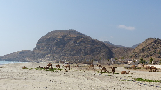 The small village of Rakhyout, 20 km from the Yemen border. Far West of Salalah, the capital city of the Dhofar Governate of Oman.