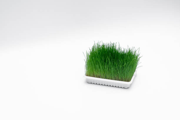 Green grass in plastic container pot isolated